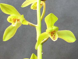 深圳科苗園藝實業 花卉世界網上的卓越產品展示